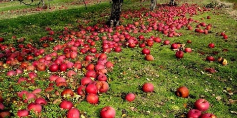 Zašto jabuke prerano padaju i šta s njima?